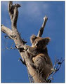 Wildlife Tours Australia image 3