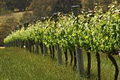 Windrush Wines & The Vineyard Café image 6
