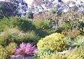 Wittunga Botanic Garden image 2