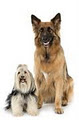 A Dogs Life Home Dog Training image 3