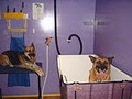 ACT Dog World - Canberra's Dog Grooming Specialists image 1