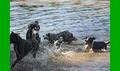 Active dogs image 4