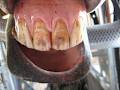Advanced Equine Dentistry image 6