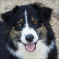 Alfoxton Dog Training & Boarding Kennel image 2