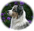Alfoxton Dog Training & Boarding Kennel logo