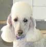 Angela's Professional All Breeds Dog Grooming image 6