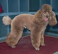 Angela's Professional All Breeds Dog Grooming logo