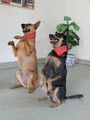 Animal Stars Dog Training image 2