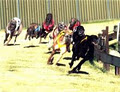Armidale Greyhound Racing Club image 2