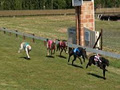 Armidale Greyhound Racing Club image 1