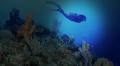Aussie Reef Dive image 2