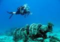 Aussie Reef Dive image 4