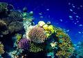 Aussie Reef Dive image 6