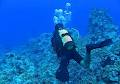 Aussie Reef Dive image 1