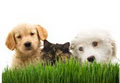 Avariato Pet Care logo