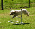 Barkers In Balance image 1