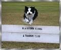 Blacktown Kennel & Training Club image 3