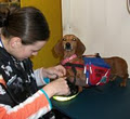 Boronia Dog Grooming & Pet Supplies image 3