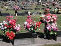 Botany Lawn Cemetery image 1