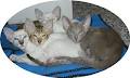 CHICAS CATTERY image 4
