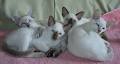 CHICAS CATTERY image 5