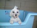 Central Coast Pet Grooming image 2
