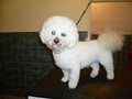 Central Coast Pet Grooming image 3