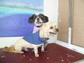 Central Coast Pet Grooming image 4