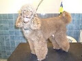 Central Coast Pet Grooming image 6