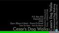 Cesar's Dog Walks image 3