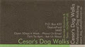 Cesar's Dog Walks image 4