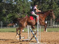 Cooroy Horse and Pony Club image 3