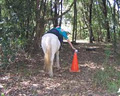 Cooroy Horse and Pony Club logo