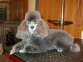 Country Canines Grooming & Clipping Salon image 4