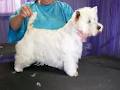 Country Canines Grooming & Clipping Salon image 6