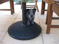 DOGZ Business - Dog Training and Pet Sitting Service image 2