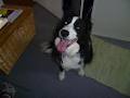 DOGZ Business - Dog Training and Pet Sitting Service image 4