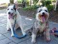 DOGZ Business - Dog Training and Pet Sitting Service image 6