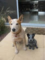 DOGZ Business - Dog Training and Pet Sitting Service image 1