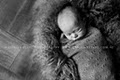 Danielle Stahl Baby Portraiture image 3