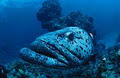 Dive Cairns - Scubadive image 1