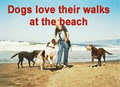 Dog Walking Gold Coast image 2