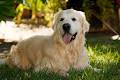 Doggy Bliss Canine Myofunctional Therapy image 1