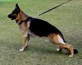 Gold Coast Dog Obedience Training Club Inc. image 3