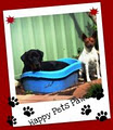 HAPPY PETS PAWS logo