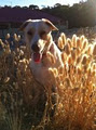 Happy Tails Dog Adventures & Pet Care image 2