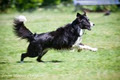 Happy Tails Dog Adventures & Pet Care image 4