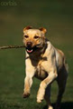 Happy Tails Dog Adventures & Pet Care logo