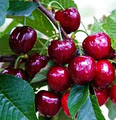 Hotson's Cherries image 1