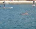 Jervis Bay Stand Up Paddle image 4